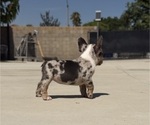 Small #6 French Bulldog