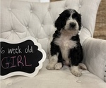 Small Photo #11 Aussiedoodle Puppy For Sale in FRANKLINTON, LA, USA