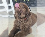 Small Photo #5 Newfoundland Puppy For Sale in TILTON, IL, USA