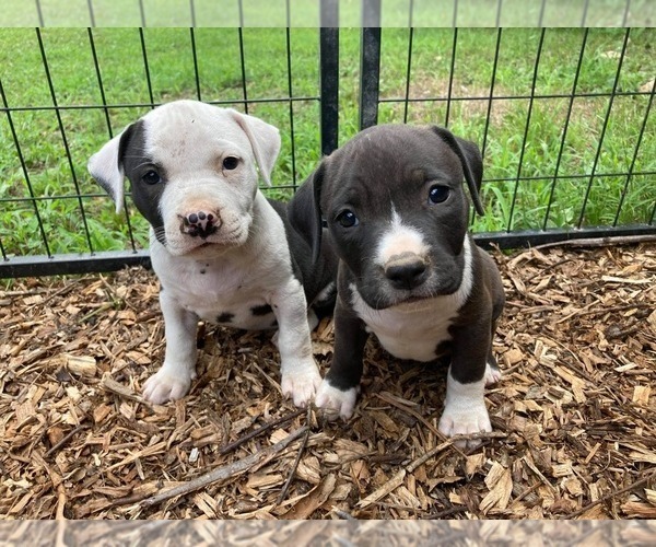 Medium Photo #1 American Pit Bull Terrier Puppy For Sale in PIEDMONT, MO, USA