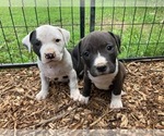 Small Photo #1 American Pit Bull Terrier Puppy For Sale in PIEDMONT, MO, USA