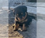 Puppy Purple female Rottweiler