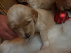 Small Photo #3 Goldendoodle Puppy For Sale in BOLIVAR, MO, USA