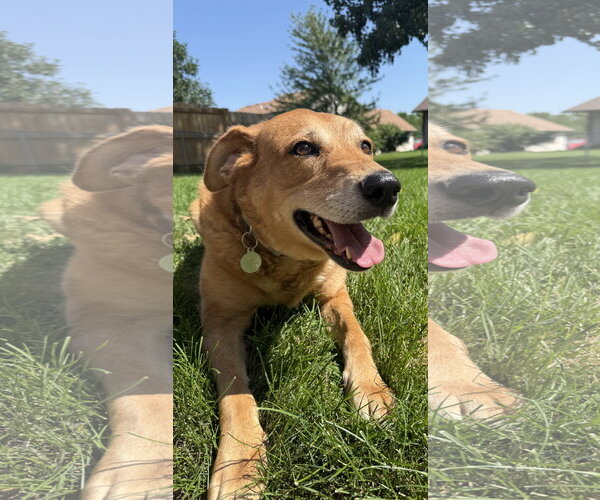 Medium Photo #1 Mutt Puppy For Sale in Fort Collins, CO, USA