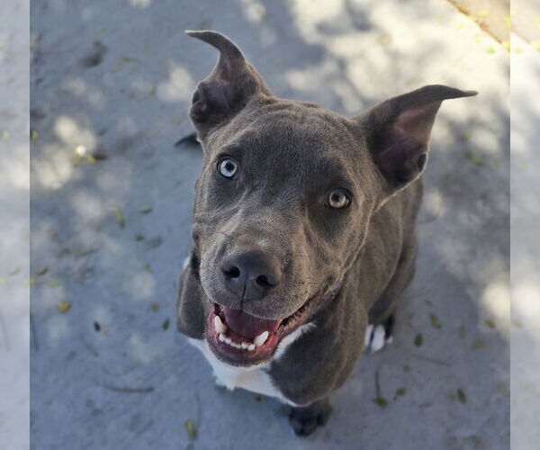 Medium Photo #8 American Pit Bull Terrier-Unknown Mix Puppy For Sale in Lakewood, CO, USA