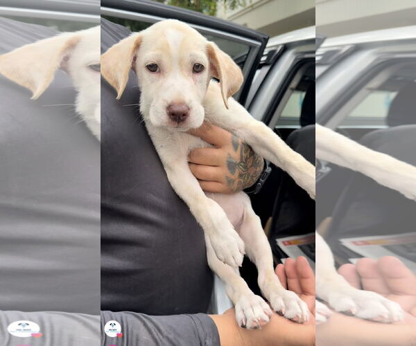 Medium Photo #1 Labrador Retriever-Maremma Sheepdog Mix Puppy For Sale in Virginia Beach, VA, USA