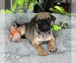 Image preview for Ad Listing. Nickname: Finley
