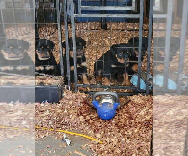 Medium Photo #1 Rottweiler Puppy For Sale in LITHONIA, GA, USA