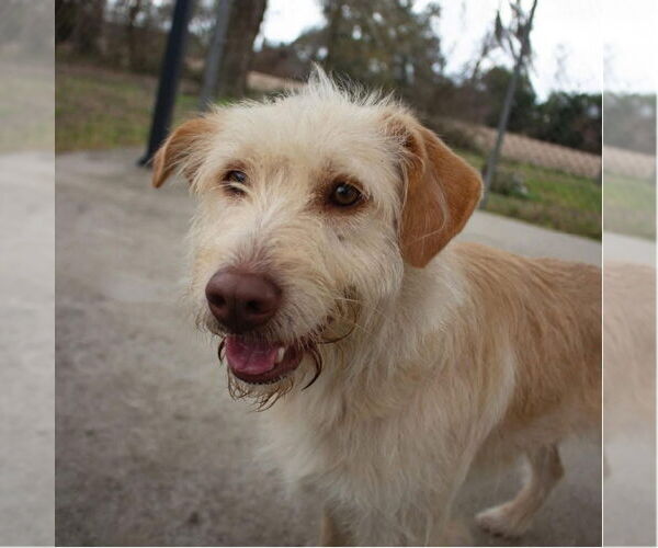 Medium Photo #4 Unknown-Wheaten Terrier Mix Puppy For Sale in Canton, CT, USA