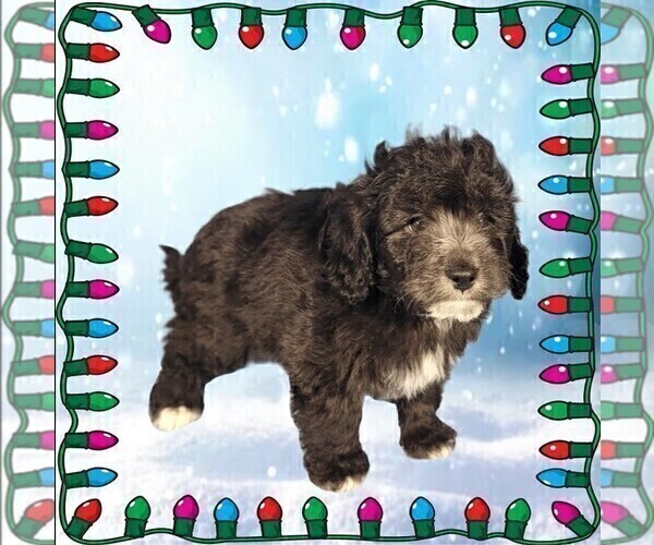 Medium Photo #23 Bernedoodle (Miniature) Puppy For Sale in PEYTON, CO, USA