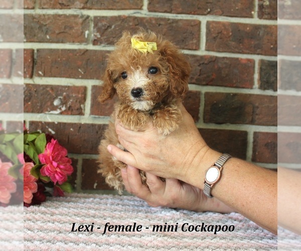 Medium Photo #3 Cockapoo (Miniature) Puppy For Sale in CLARKRANGE, TN, USA