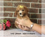 Small #2 Cockapoo (Miniature)