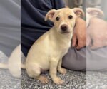 Small #2 Mutt