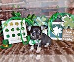 Small #7 Chihuahua