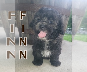 Shih-Poo Puppy for sale in MIDDLETOWN, IN, USA