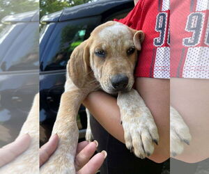 Labrador Retriever-Unknown Mix Dogs for adoption in Marine City, MI, USA