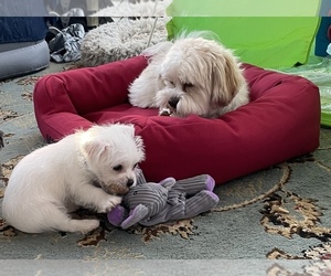 Mal-Shi-Zuchon Mix Puppy for sale in FREDERICKSBURG, VA, USA