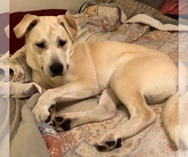 Medium Photo #7 Labrador Retriever-Unknown Mix Puppy For Sale in Farmington, MN, USA
