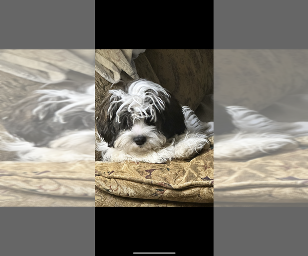 Medium Photo #1 Australian Cattle Dog-Cavapoo Mix Puppy For Sale in AKELEY, MN, USA