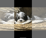 Small Photo #1 Australian Cattle Dog-Cavapoo Mix Puppy For Sale in AKELEY, MN, USA