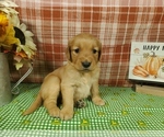 Puppy Gamora Golden Retriever