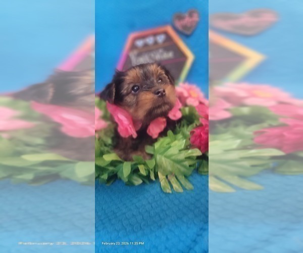 Medium Photo #40 Yorkshire Terrier Puppy For Sale in AKRON, OH, USA