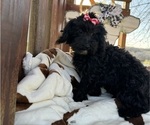 Small Photo #6 Maltipoo Puppy For Sale in LANCASTER, MO, USA