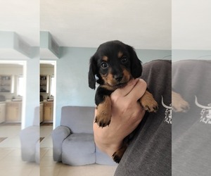 Dachshund Puppy for sale in WILLCOX, AZ, USA