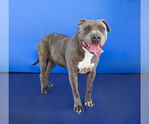 Mutt Dogs for adoption in Pasadena, CA, USA