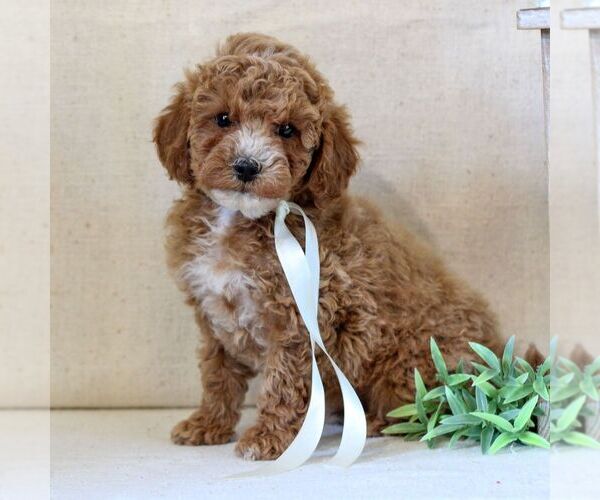 Medium Photo #4 Cavapoo Puppy For Sale in NEWMANSTOWN, PA, USA