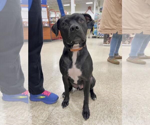 Medium Photo #2 American Staffordshire Terrier-Unknown Mix Puppy For Sale in Minneapolis, MN, USA
