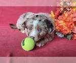 Small Photo #9 Miniature Australian Shepherd Puppy For Sale in MOUNT SHASTA, CA, USA