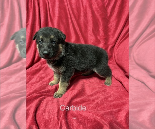 Medium Photo #1 German Shepherd Dog Puppy For Sale in METAMORA, MI, USA