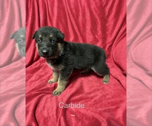 Medium German Shepherd Dog