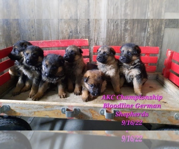Medium Photo #1 German Shepherd Dog Puppy For Sale in SHIPSHEWANA, IN, USA
