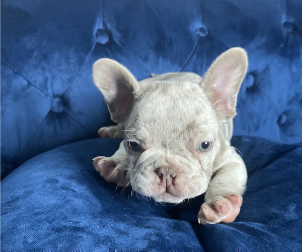 Medium Photo #11 French Bulldog Puppy For Sale in FORT LAUDERDALE, FL, USA