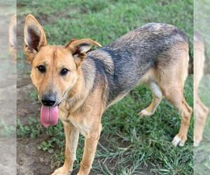 German Shepherd Dog Dogs for adoption in Riverside, CA, USA