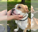 Small #6 American Pit Bull Terrier-Beagle Mix
