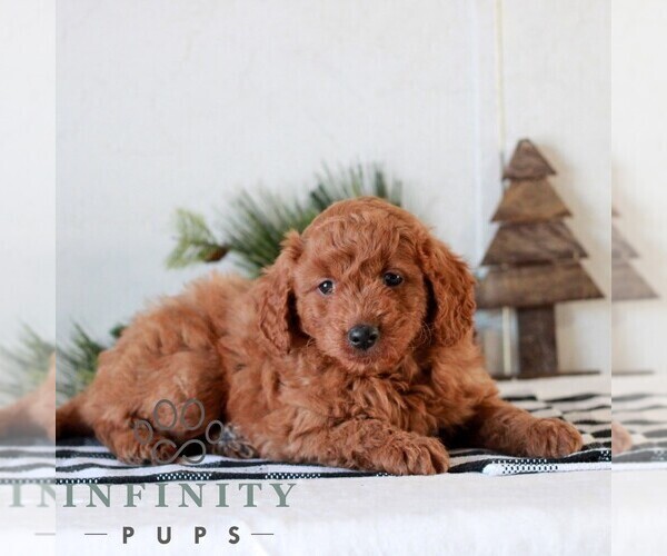 Medium Photo #3 Goldendoodle (Miniature) Puppy For Sale in LITITZ, PA, USA