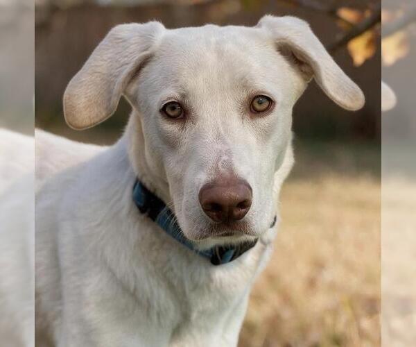 Medium Photo #1 Labrador Retriever-Unknown Mix Puppy For Sale in San Diego, CA, USA