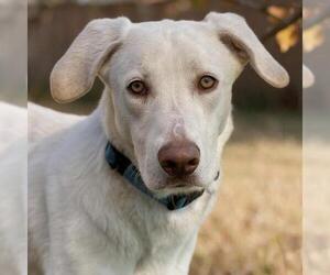Labrador Retriever-Unknown Mix Dogs for adoption in San Diego, CA, USA