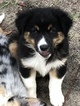 Small Photo #6 Australian Shepherd Puppy For Sale in WILLISTON, FL, USA