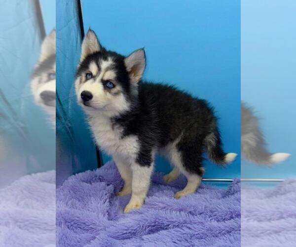 Medium Photo #7 Siberian Husky Puppy For Sale in SANDY HOOK, KY, USA