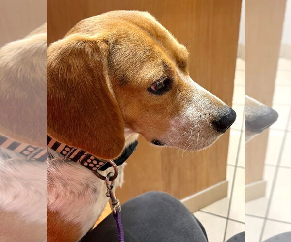 Medium Photo #5 Beagle Puppy For Sale in Dunnellon, FL, USA