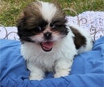 Puppy 3 Jatzu