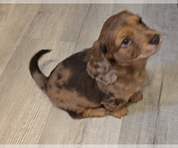 Medium Photo #18 Dachshund Puppy For Sale in NEOSHO, MO, USA