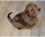 Small #2 Dachshund