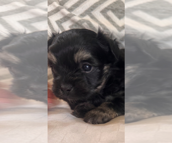 Medium Photo #5 Morkie Puppy For Sale in SANTA MARIA, CA, USA