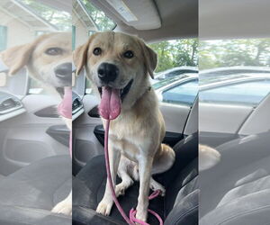 Labrenees Dogs for adoption in Crossville, AL, USA