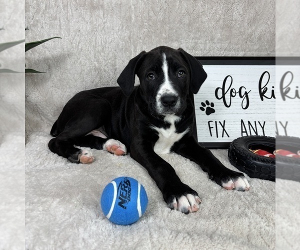 Medium Photo #5 Boxer Puppy For Sale in FRANKLIN, IN, USA